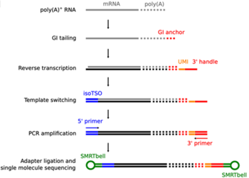 FLAM-Seq: Genome-wide full-length mRNA and poly(A)-tail sequencing
