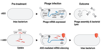 Novel ASO-Based mRNA Silencing Technology for Phage-Host Interaction Research
