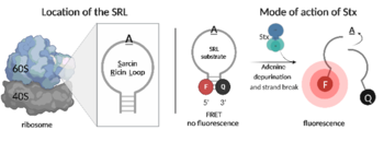 Rapid Detection of Shiga toxin producing E.coli (STEC)&nbsp;