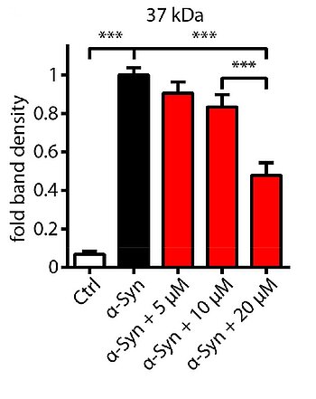 Vinpocetine inhibiting PDE1, a target for disease modifying therapy of synucleinopathies like multiple system atrophy (MSA)