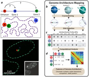 Genome Architecture Mapping (GAM)