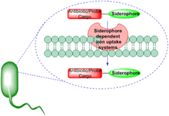 Innovative DOTA-Linkers for Bacterial Targeting