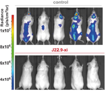 Plasma cell-specific antibodies targeting BCMA for the treatment of multiple myeloma and autoimmune diseases