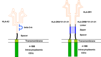 Engineered Immune Cells to Specifically Eliminate Undesired Immune Responses