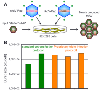 High-level recombinant adeno-associated virus production