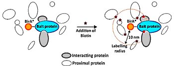 ProteasomeID - Quantitative mapping of proteasome interactomes and substrates in vitro and in vivo