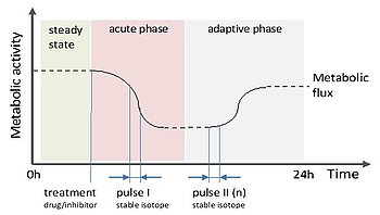 Short Term Isotope Pulse Labeling Method for Analyzing Metabolic States and Drug Targets in Biological Samples