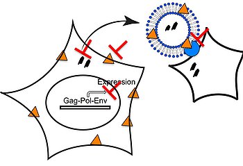 HERV inhibitors for use in tauopathies