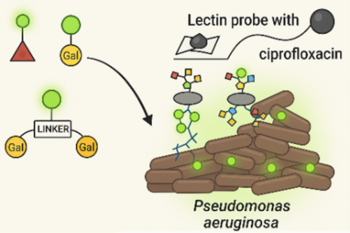 Novel Lectin-Targeting therapeutics and diagnostics for Pseudomonas aeruginosa infections

