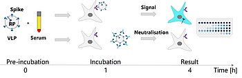 Rapid quantitation of virus-neutralizing antibodies in biosamples - a novel BSL1 approach based on virus-like particles (VLPs)