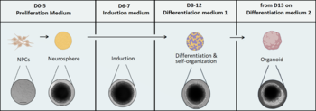 Efficient Generation of Murine Brain Organoids from Adult Neural Stem Cells