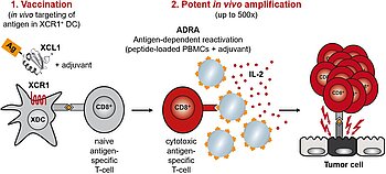 A novel immuno-oncology approach for induction and massive amplification of antigen-specific cytotoxic CD8+ T-cells