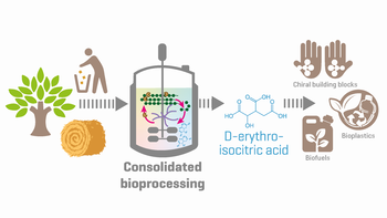 Consolidated Bioprocessing of Complex Carbohydrates to D-Erythro-Isocitric Acid Using a Fungus
