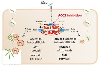 Targeting host lipid homeostasis to augment anti-mycobacterial treatment