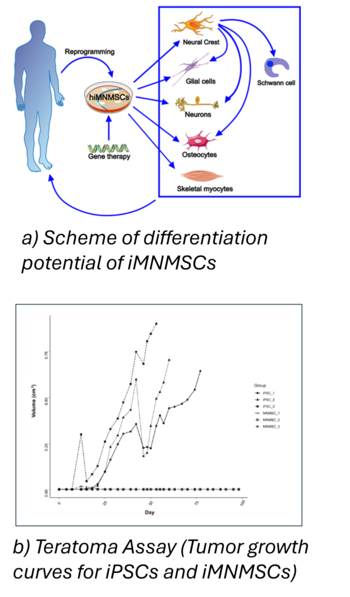 Non-Teratogenic Induced Multipotent Neuromesodermal Stem Cells (iMNMSCs) for Regenerative Cell Therapy
