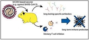 Novel vaccine vector platform for safe and effective immunization using a replication-deficient murine cytomegalovirus (MCMV)