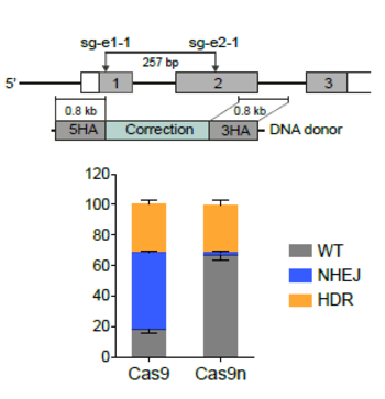 Spacer-nick genome editing of hematopoietic stem and progenitor cells and T cells