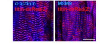 A titin-DsRed knock-in mouse model to study cardiac and skeletal muscle disorders