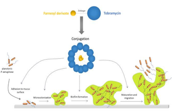 Increased Availability and Efficacy of Aminoglycosides