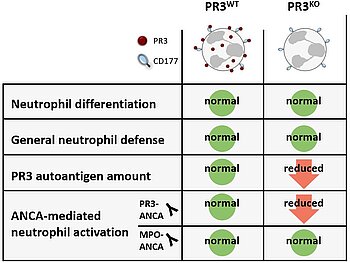 Gene editing of the proteinase 3 autoantigen as a novel treatment for ANCA-associated vasculitis