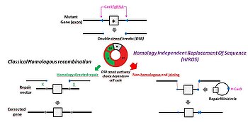 Homology independent genomic sequence replacement