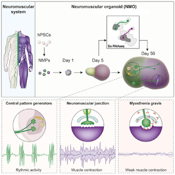 Self-Organizing Human 2D Neuromuscular Junction Model and 3D Neuromuscular Organoids
